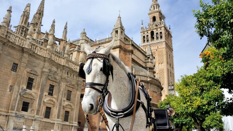 Best of Seville: Private Walking Tour with Local - Metropol Parasol and Seville’s newer face