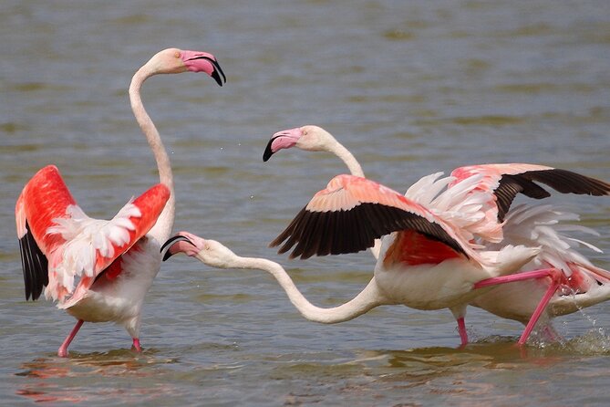 Birding & Photography Day Trip to Doñana from Seville - Key points at a glance