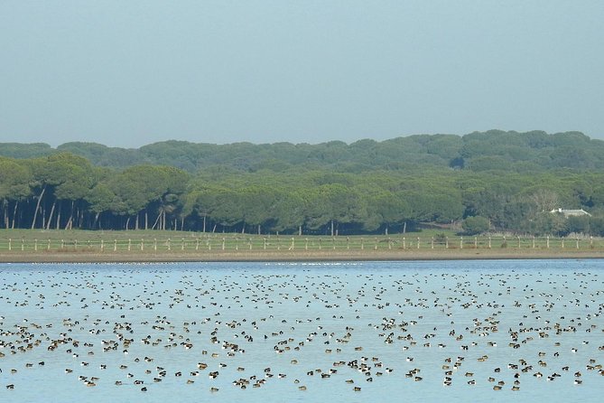 Birding & Photography Day Trip to Doñana from Seville - Why Doñana makes a strong day trip from Seville