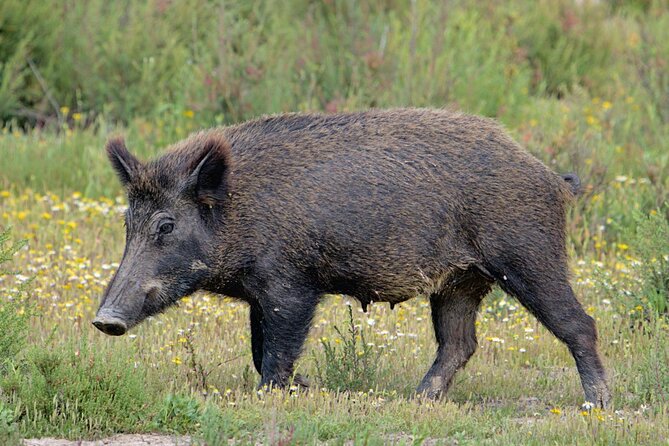 Birding & Photography Day Trip to Doñana from Seville - What the guides add to the day