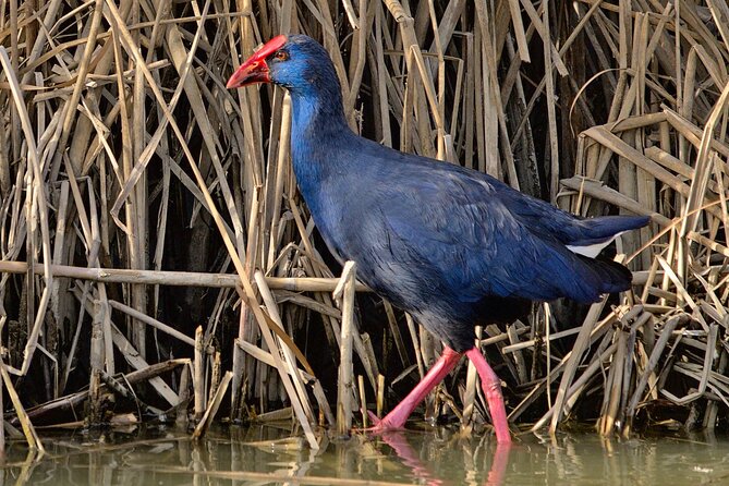 Birding & Photography Day Trip to Doñana from Seville - A good fit for serious birders and curious beginners