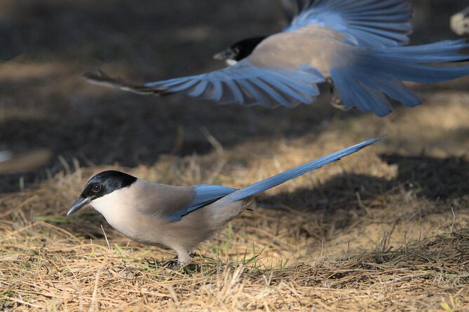 Birding & Photography Day Trip to Doñana from Seville - The value of the $150.85 price