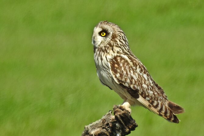 Birding & Photography Day Trip to Doñana from Seville - How the day feels in practice