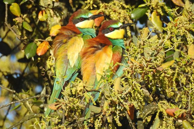 Birding & Photography Day Trip to Doñana from Seville - The 8:30 am pickup from Seville