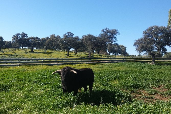 Bull Breeding Farm: Guided Half-Day Tour from Seville - Key Things to Know Before You Book