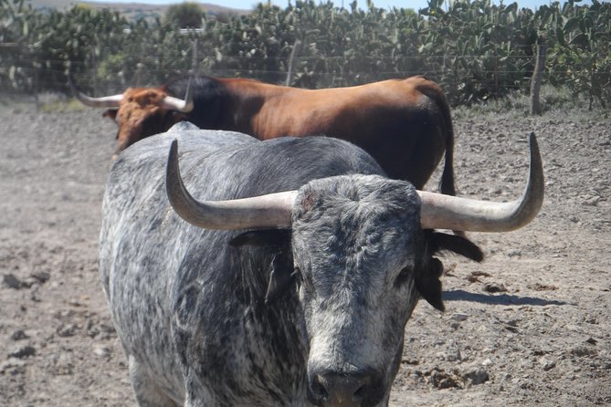 Bull Breeding Farm: Guided Half-Day Tour from Seville - Three and a Half Hours Among Toros Bravos