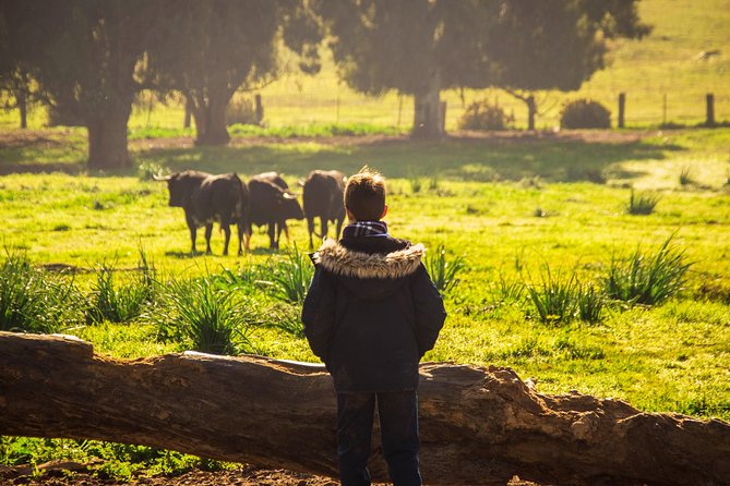 Bull Breeding Farm: Guided Half-Day Tour from Seville - The Role of the Farm Owner and English Guide
