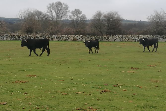 Bull Breeding Farm: Guided Half-Day Tour from Seville - The Aperitif Question and What Is Actually Included