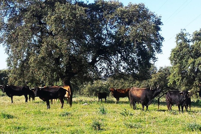 Bull Breeding Farm: Guided Half-Day Tour from Seville - How the Half-Day Timing Works