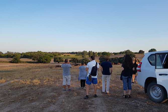Bull Breeding Farm: Guided Half-Day Tour from Seville - Who Will Get the Most From This Visit