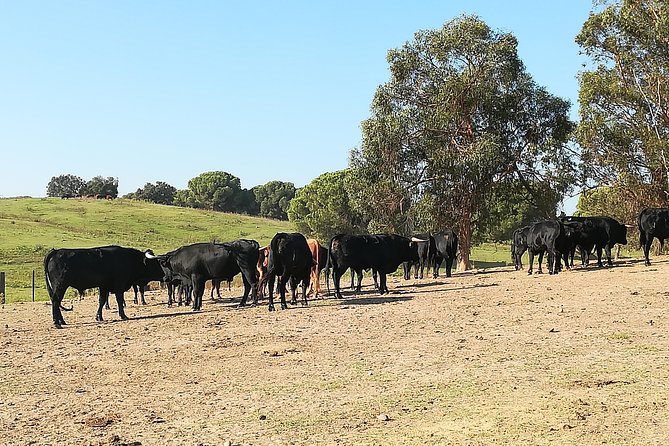 Bull Breeding Farm: Guided Half-Day Tour from Seville - Leaving Seville in a Climate-Controlled Minivan