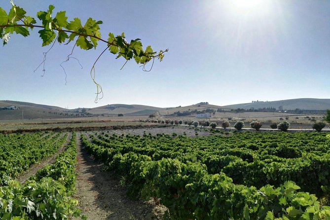 Cadiz and Jerez Day Trip from Seville - Should you book the Jerez and Cádiz day trip?