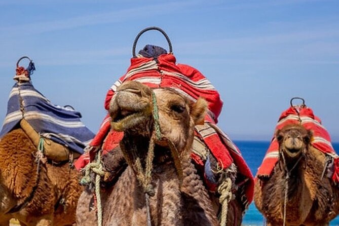 Chefchaouen Day Trip from Seville - What this Seville to Morocco trip actually includes