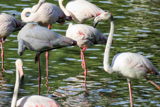 Donana National Park and El Rocío: Guided Tour from Seville - Key points to know before booking
