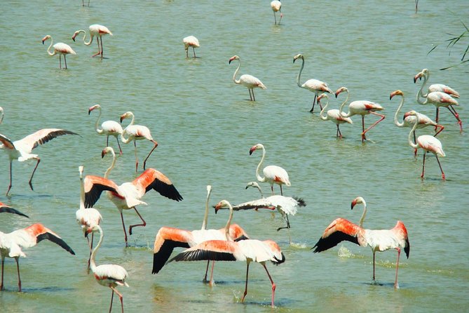 Donana National Park: Guided Day Tour from Seville - Key points to know before booking