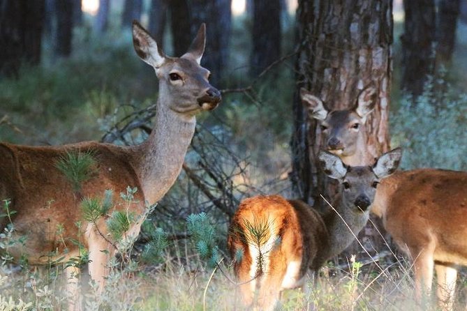Donana National Park: Guided Day Tour from Seville - Leaving Seville and reaching El Rocío