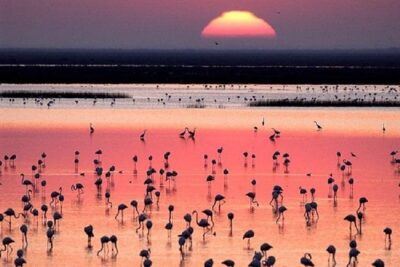 Donana National Park: Guided Day Tour from Seville