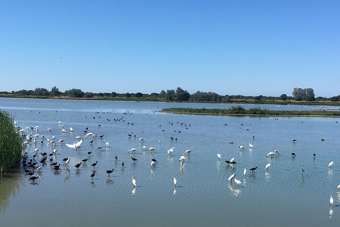 Donana National Park: Guided Day Tour from Seville - The vehicle matters more than the brochure suggests