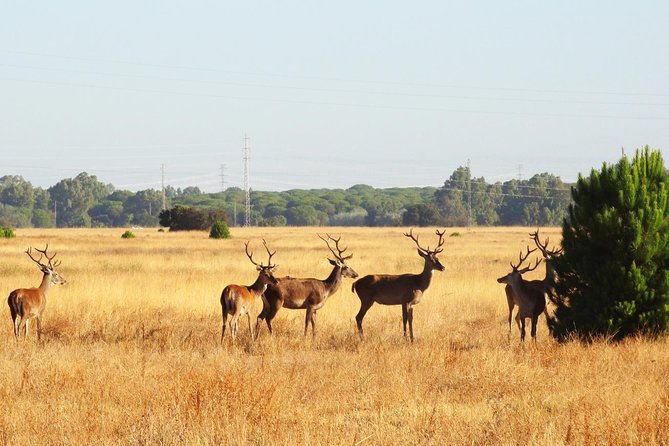 Donana National Park: Guided Day Tour from Seville - Guides can make or break the outing