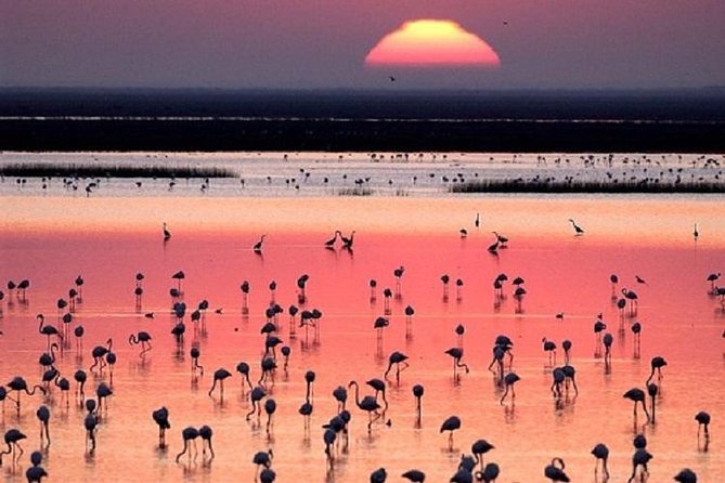 Donana National Park: Guided Day Tour from Seville - Matalascañas Beach brings open space