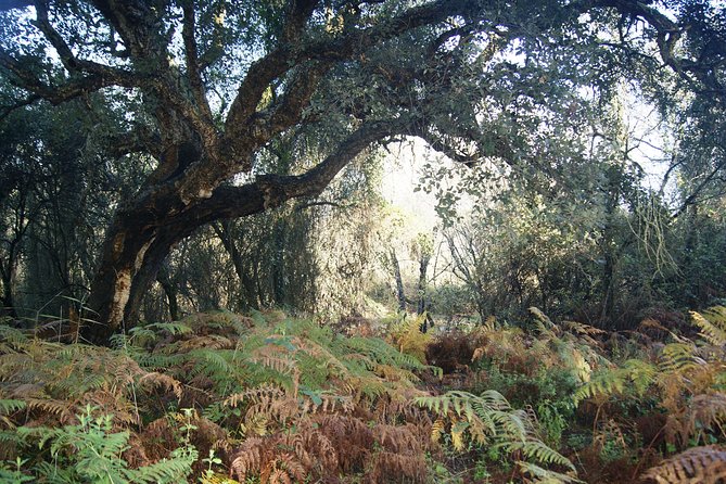 Doñana National Park in 4x4 and El Rocío - Guides, vehicles and the feel of the group