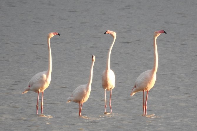 Doñana National Park in 4x4 and El Rocío - Practical details before you go