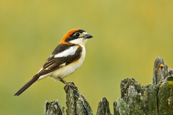 Donana National Park & Matalascanas Guided Tour from Seville - Why Doñana makes a worthwhile day from Seville
