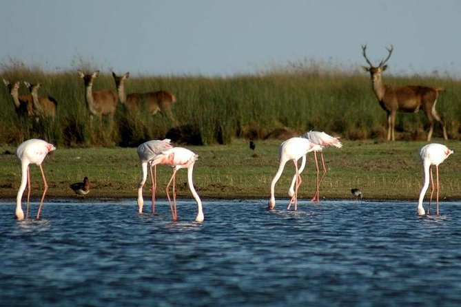 Donana National Park & Matalascanas Guided Tour from Seville - Matalascañas and the sandy walk