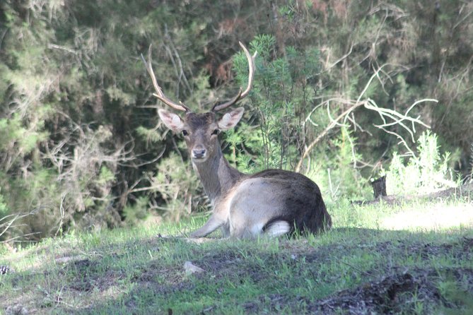 Donana National Park & Matalascanas Guided Tour from Seville - What the $107.17 price includes