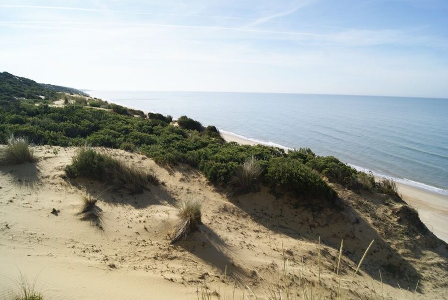 Doñana National Park Off-Road Tour from Seville - Why Doñana Makes a Worthwhile Day From Seville