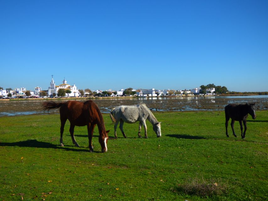 Doñana National Park Off-Road Tour from Seville - Coto del Rey and the Park’s Changing Habitats