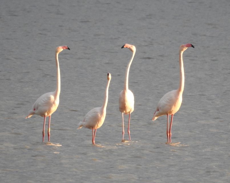 Doñana National Park Off-Road Tour from Seville - Free Time and Lunch in El Rocío