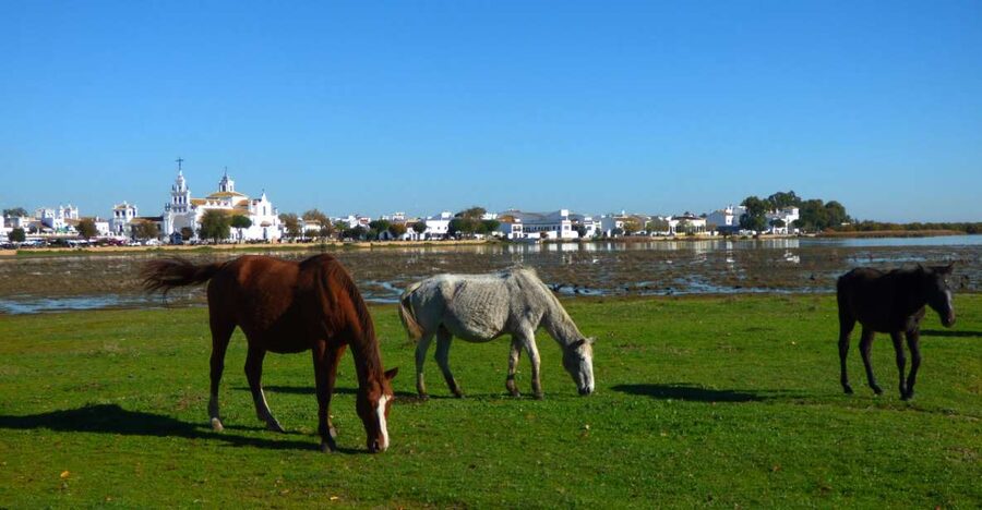 Doñana National Park Off-Road Tour from Seville - The Guide Can Make or Break the Day