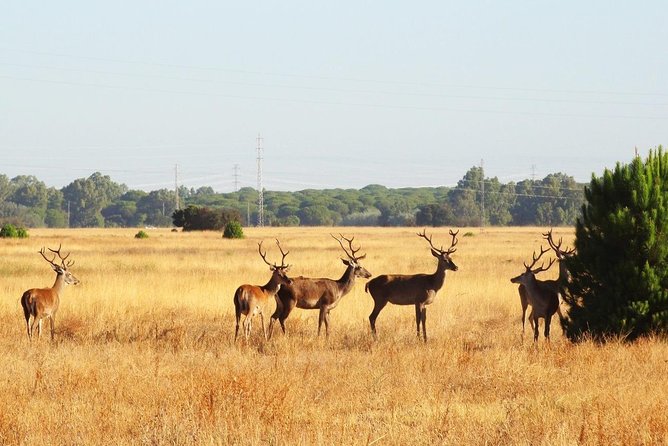 El Rocio, Donana Natural Park and Matalascanas Beach Day Trip from Seville - Why Doñana makes this Seville day trip different