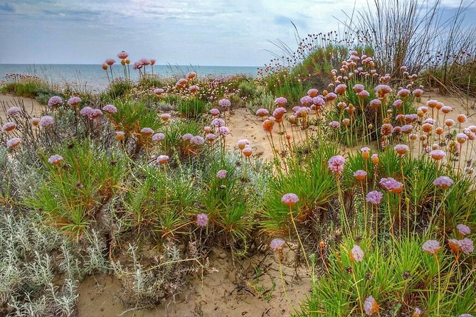 El Rocio, Donana Natural Park and Matalascanas Beach Day Trip from Seville - El Rocío and the famous white hermitage