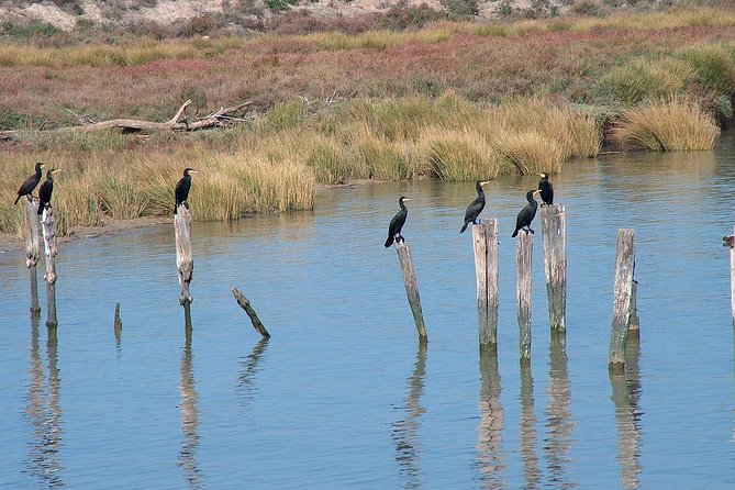 El Rocio, Donana Natural Park and Matalascanas Beach Day Trip from Seville - What the $147.02 price really covers