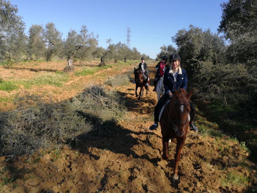 From Seville: Andalusian Horseback Ride - Two hours beneath the pine trees