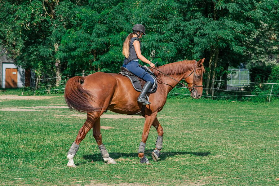 From Seville: Andalusian Horseback Ride - The family ranch and its personal touch