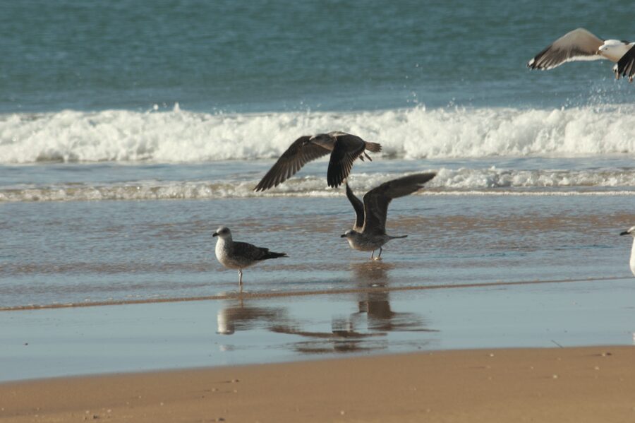 From Seville: Doñana, El Rocio, and Matalascañas Beach Tour - Why Doñana makes this day trip different