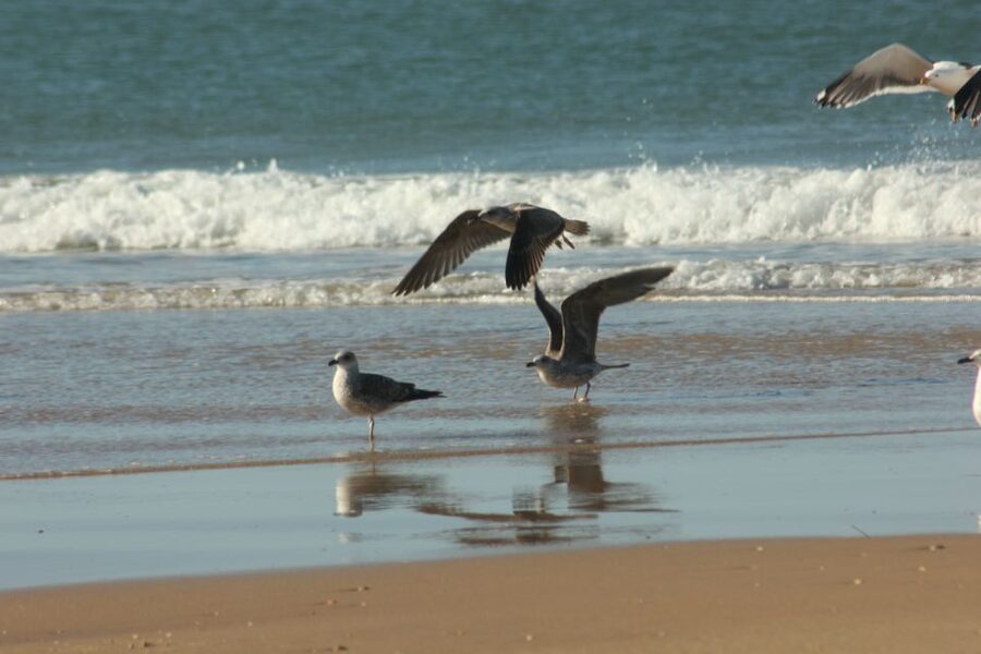 From Seville: Doñana, El Rocio, and Matalascañas Beach Tour - Inside Doñana: wetlands, dunes, and forest