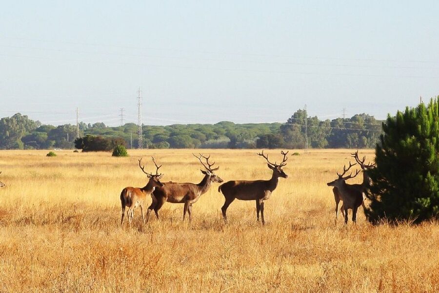 From Seville: Doñana National Park Day Trip - Why Doñana makes a worthwhile day from Seville