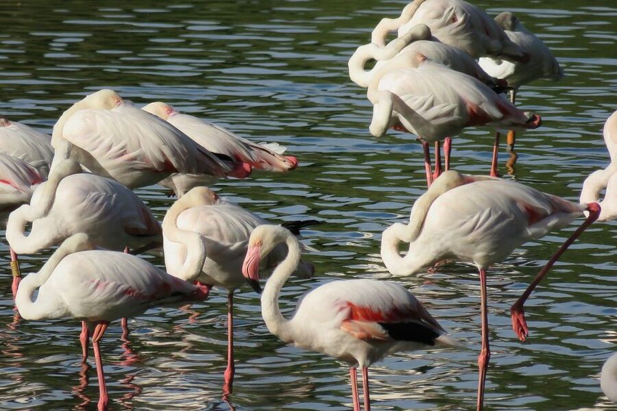 From Seville: Doñana National Park Day Trip - Dehesa de Abajo and the first bird sightings