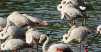 Doñana National Park Day Trip