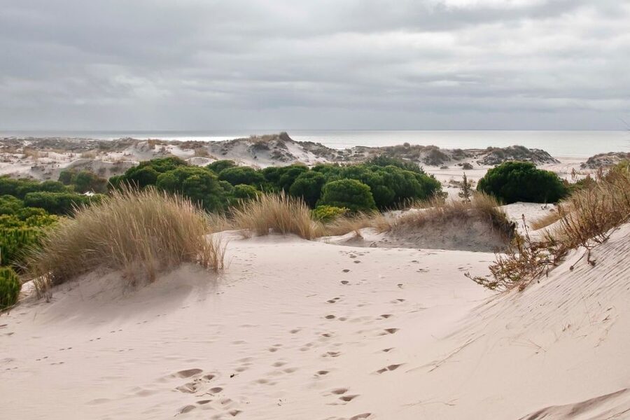 From Seville: Doñana National Park Day Trip - La Rocina and the park’s northern habitats