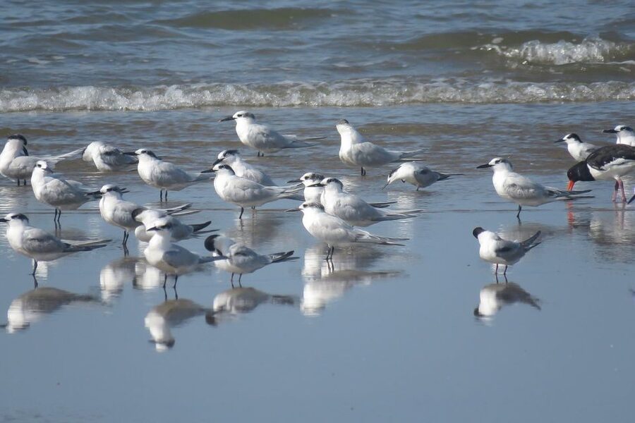 From Seville: Doñana National Park Day Trip - Lunch and the long reach of Matalascañas