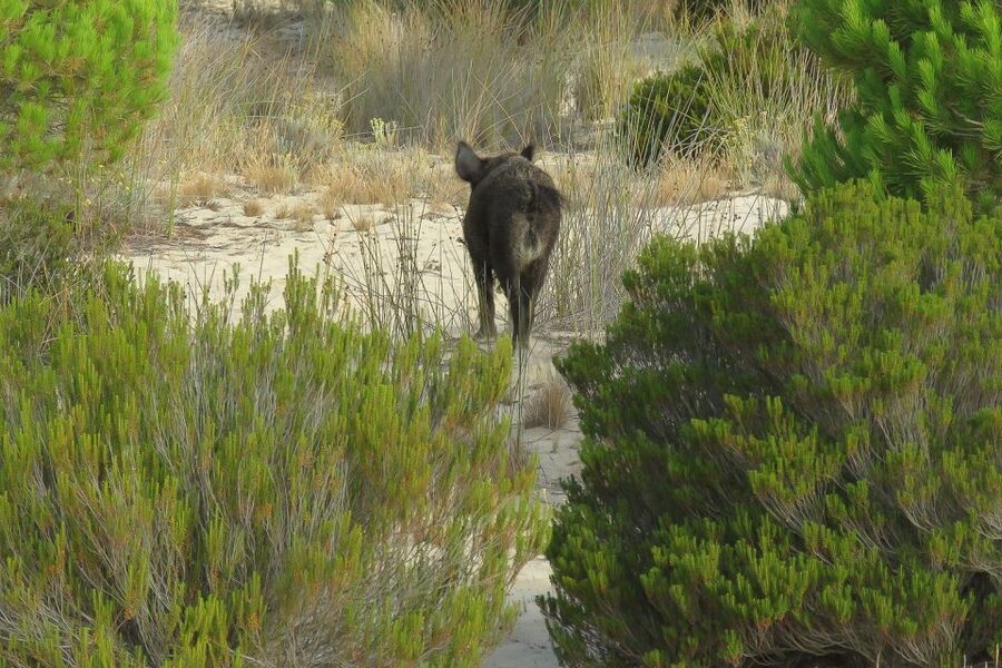 From Seville: Doñana National Park Day Trip - The Asperillo dunes and the return through pine forest