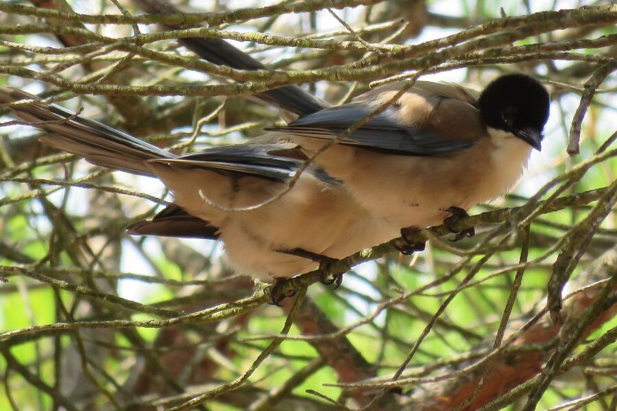 From Seville: Doñana National Park Day Trip - What the guides add to the day