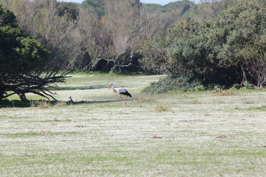 From Seville: Doñana National Park Full-Day Private Tour - Key points before you book
