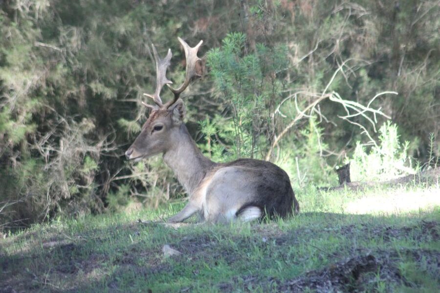 From Seville: Doñana National Park Full-Day Private Tour - Four hours among marshes, dunes, and forest