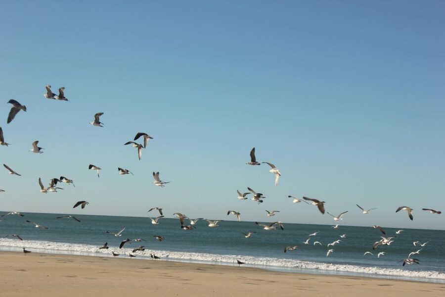 From Seville: Doñana National Park Full-Day Private Tour - Matalascañas Beach: a useful final pause